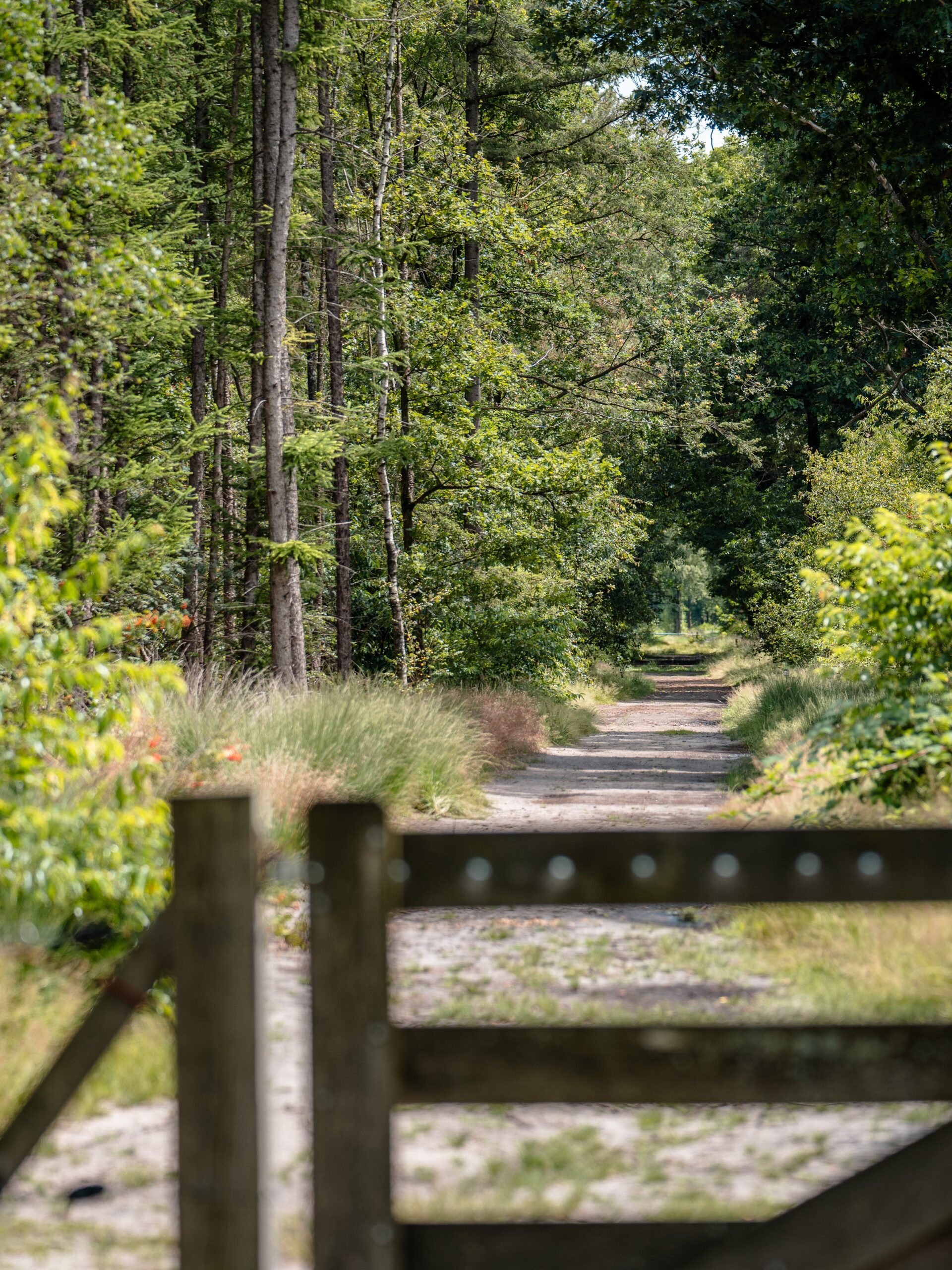 Rustig zandpad met houten hek en dicht groen bos in de natuur van Brabant.