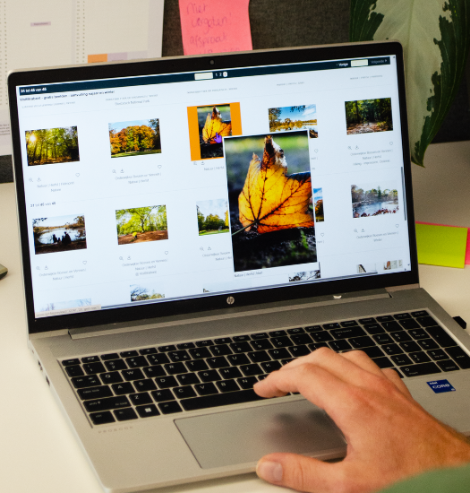 Laptop met geopende beeldbank vol herfstfoto’s uit Brabant, met uitvergroot beeld van een geel herfstblad op het scherm.